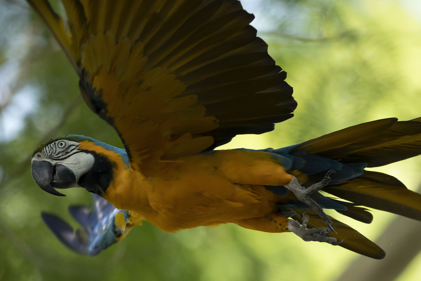 APTOPIX Brazil Rio Macaw Love